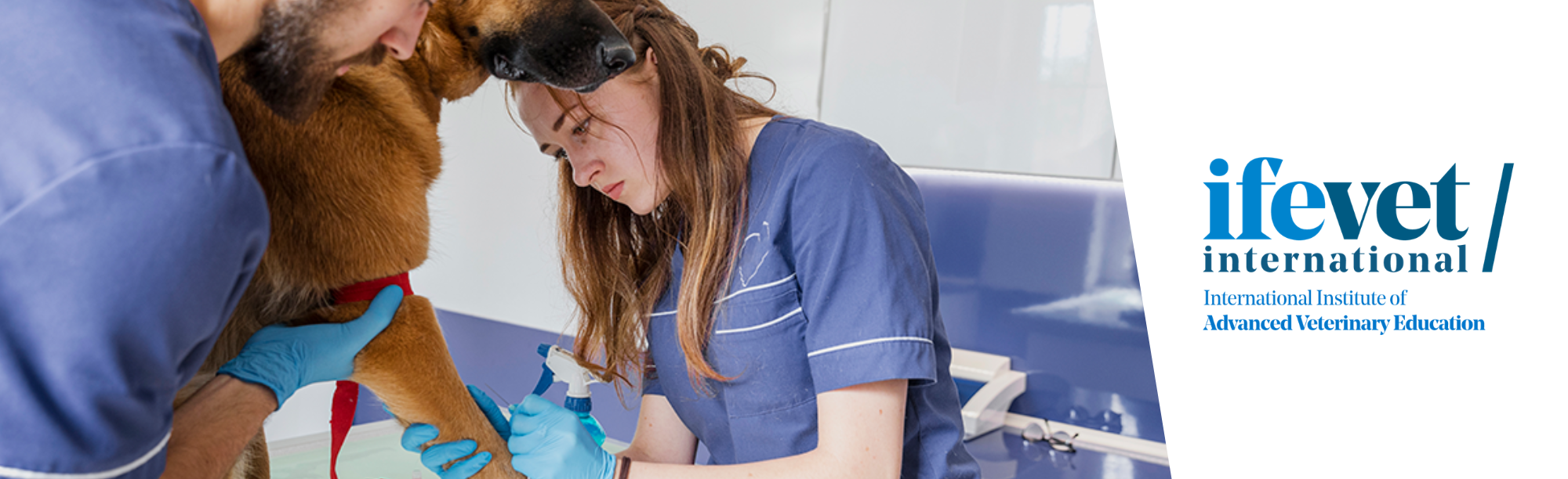 Course Image Postgraduate in Small Animal Oncology 2026