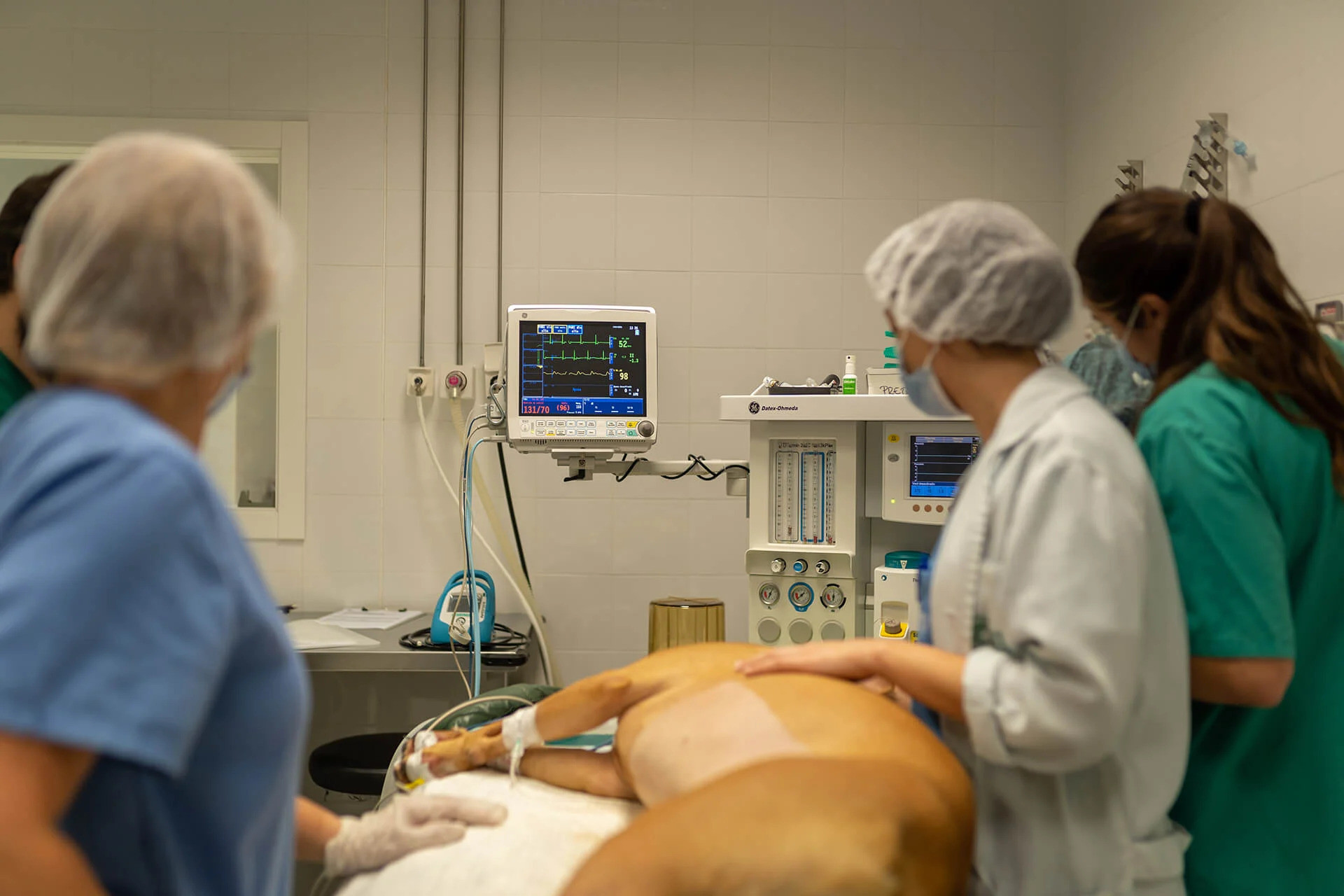 Course Image Postgraduate in Small Animal Anaesthesia 2026