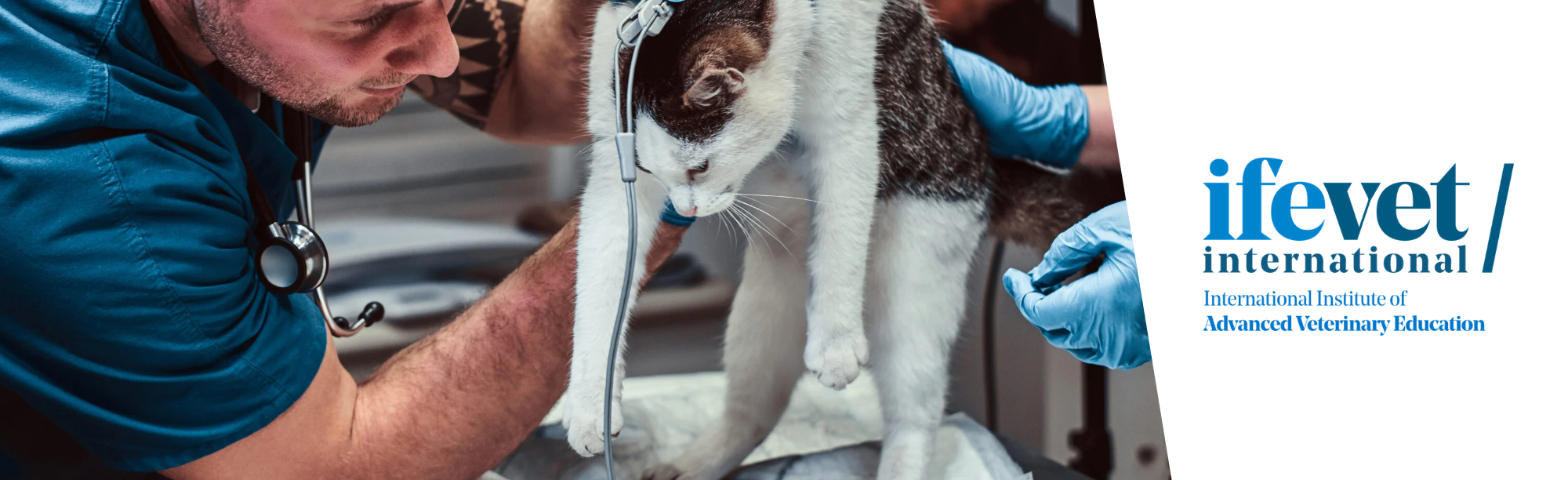 Course Image Postgraduate in Small Animal Cardiology 2026