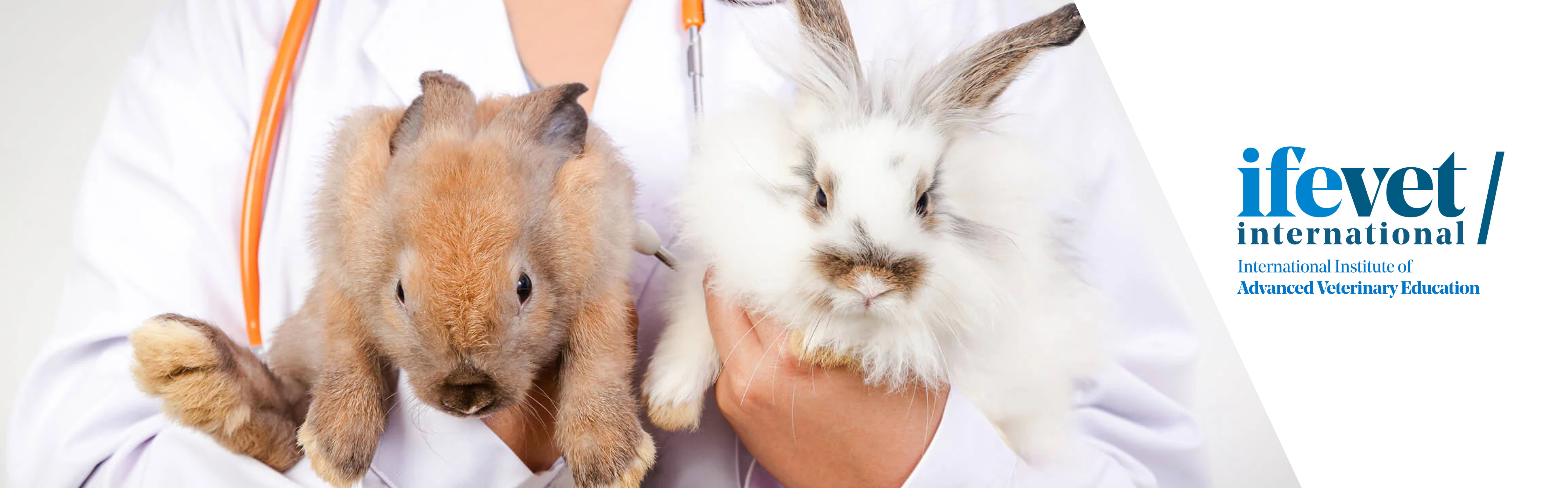 Course Image Postgraduate in Exotic Animals
