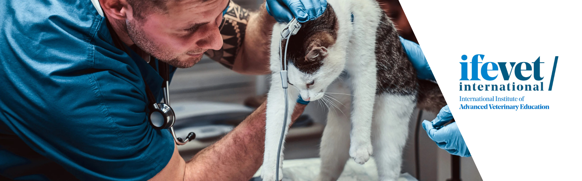 Course Image Postgraduate in Small Animal Cardiology