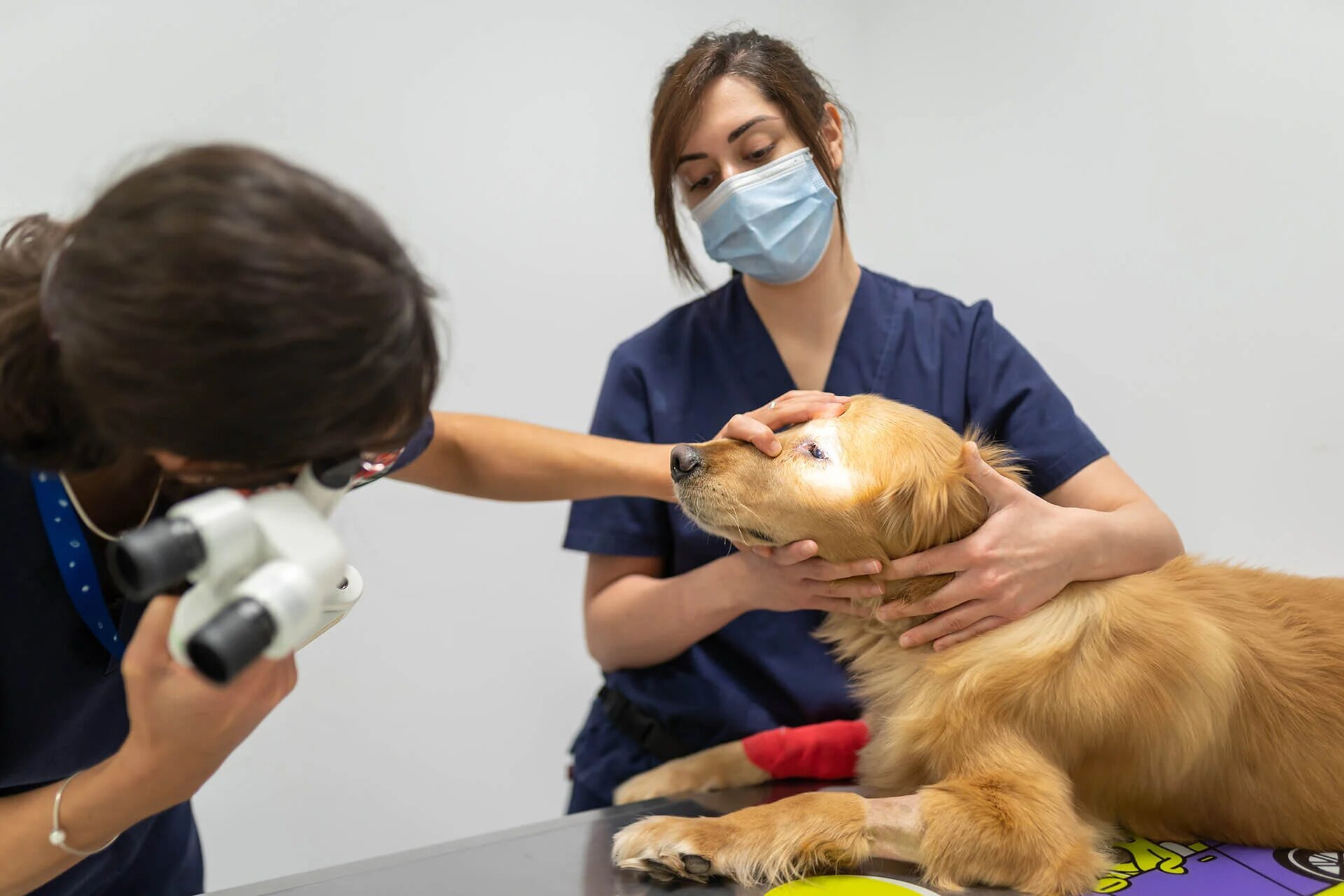 Course Image Postgraduate in Small Animal Neurology 2026